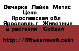 Овчарка  Лайка (Метис) › Цена ­ 1 000 - Ярославская обл., Ярославль г. Животные и растения » Собаки   